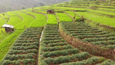 Paddy Fields Footage Landscape 02 Stock Footage 159706249