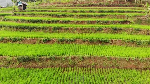 Paddy Fields Footage Landscape 03 Stock Footage 159706176