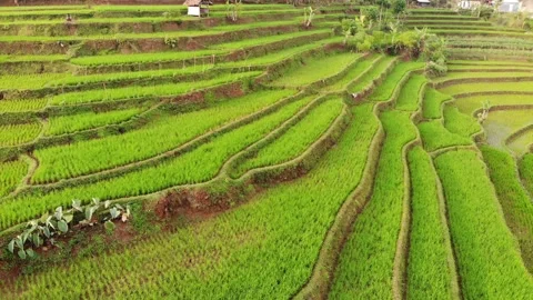 Paddy Fields Footage Landscape 04 库存影片 159706144