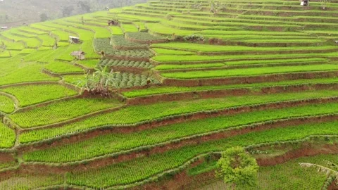 Paddy Fields Footage Landscape 05 Stock Footage 159707330