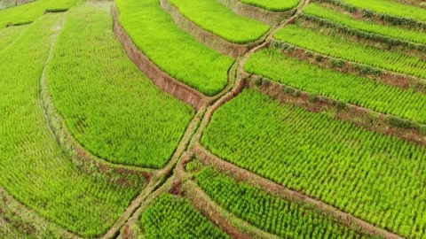 Paddy Fields Footage Landscape 19 Stock Footage 159705293