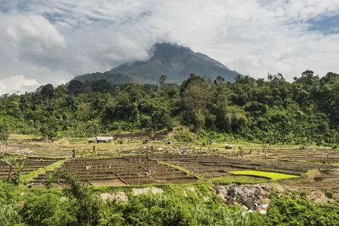 Paddy fields in the foothills of active Sinabung Volcano, Berastagi (Brastagi), Stock Photos