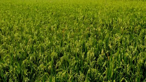 Paddy fields that have been fruitful Video stock 230212341