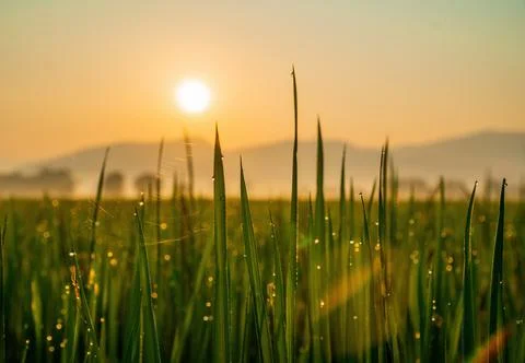 Paddy fields have a droplet during sunrise Stock Photos