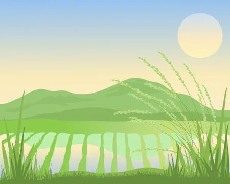 Paddy fields Stock Illustration