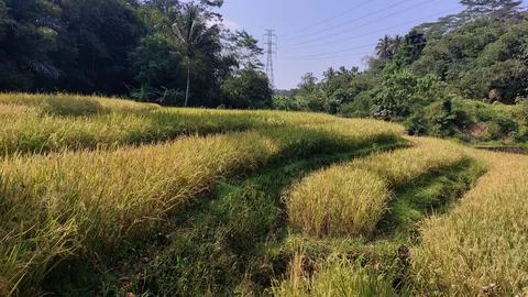 Paddy fields in Indonesia Stock Photos
