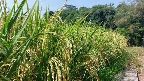 Paddy fields in Indonesia Foto stock