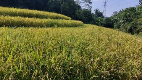 Paddy fields in Indonesia Stock Photos