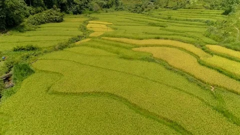 Paddy fields located in Tam Son town Stock Footage 96136388