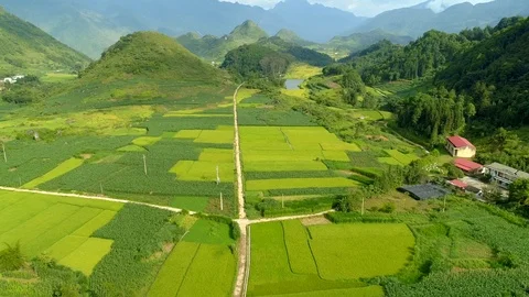 Paddy fields located in Tam Son town Stock Footage 96137434