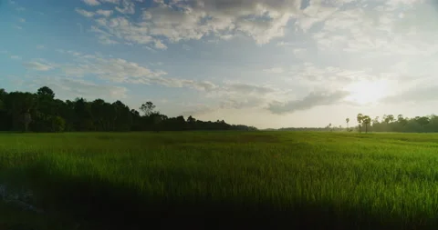 Paddy Fields Near Angkor Thom in Siem Reap, Cambodia Stock Footage 149331073