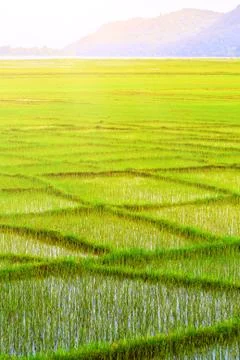 Paddy fields in Nepal Stock-Fotos