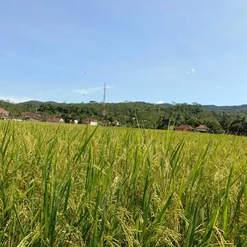 Paddy fields in paddy fields Stock Photos