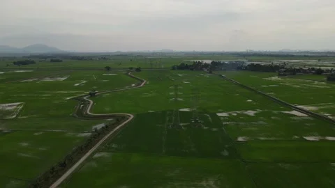 Paddy fields, paddy trees, green agriculture, drainage in Kepala Batas, Penang Stock Footage 230203130