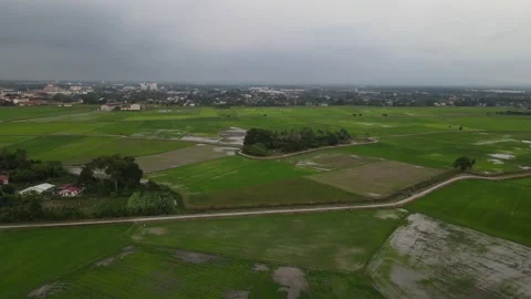 Paddy fields, paddy trees, green agriculture, drainage in Kepala Batas, Penang Stock Footage 230203137