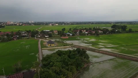 Paddy fields, paddy trees, green agriculture, drainage in Kepala Batas, Penang Stock Footage 230203202
