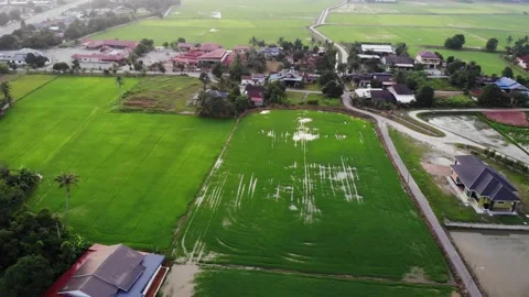 Paddy fields, paddy trees, green agriculture, drainage in Kepala Batas, Penang Stock Footage 230203203