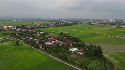 Paddy fields, paddy trees, green agriculture, drainage in Kepala Batas, Penang Stock Footage 230203217