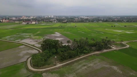 Paddy fields, paddy trees, green agriculture, drainage in Kepala Batas, Penang Stock Footage 230203333