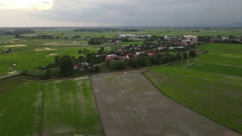 Paddy fields, paddy trees, green agriculture, drainage in Kepala Batas, Penang Stock Footage 230203350