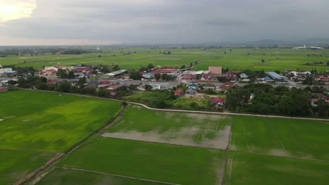 Paddy fields, paddy trees, green agriculture, drainage in Kepala Batas, Penang Stock Footage 230203357
