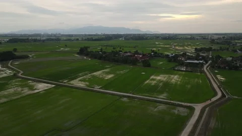 Paddy fields, paddy trees, green agriculture, drainage in Kepala Batas, Penang Stock Footage 230203358