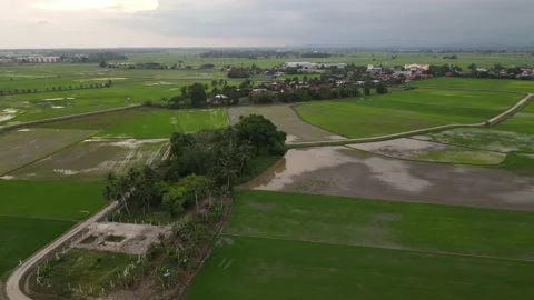 Paddy fields, paddy trees, green agriculture, drainage in Kepala Batas, Penang Stock Footage 230203767