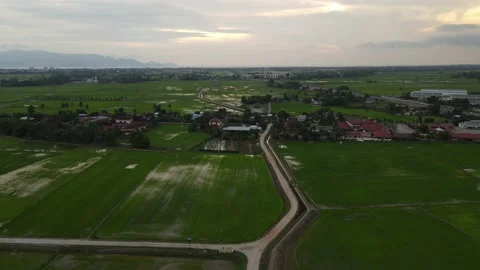 Paddy fields, paddy trees, green agriculture, drainage in Kepala Batas, Penang Stock Footage 230204082