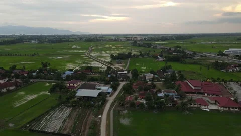 Paddy fields, paddy trees, green agriculture, drainage in Kepala Batas, Penang Stock Footage 230204187