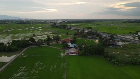 Paddy fields, paddy trees, green agriculture, drainage in Kepala Batas, Penang Stock Footage 230204371