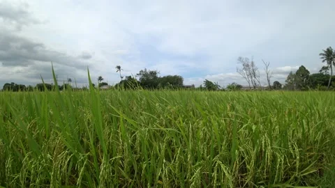 Paddy fields, paddy trees, rice production at Kepala Batas, Penang Stock Footage 230064213