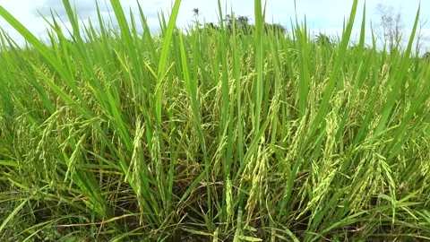 Paddy fields, paddy trees, rice production at Kepala Batas, Penang Stock Footage 230064214