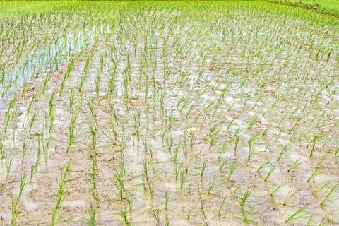 Paddy fields Stock-Fotos