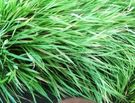 Paddy fields Foto stock