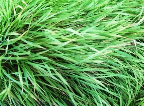 Paddy fields Stock Photos