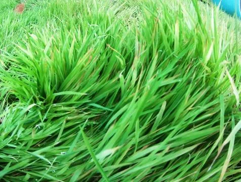 Paddy fields Stock Photos
