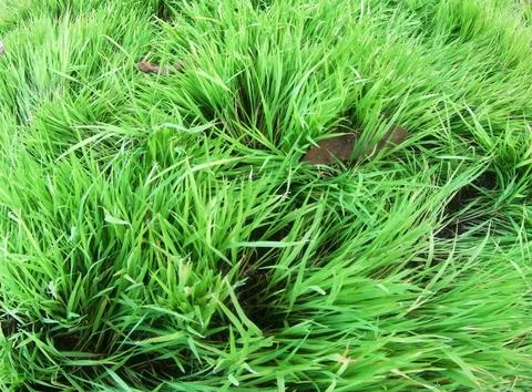 Paddy fields Stock Photos