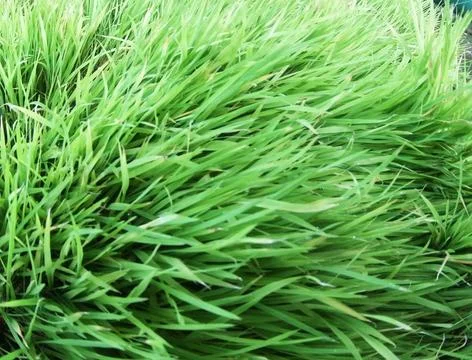 Paddy fields Stock Photos