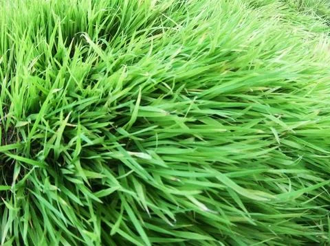 Paddy fields Stock Photos