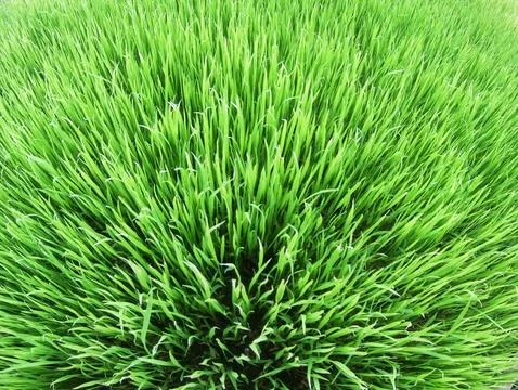 Paddy fields Stock Photos