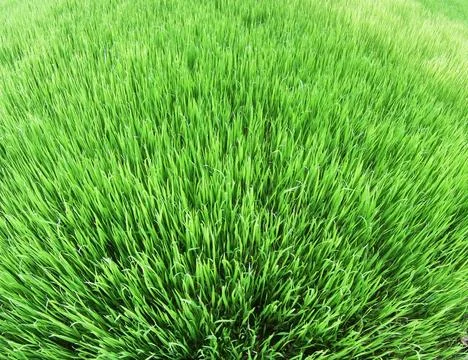 Paddy fields Stock Photos