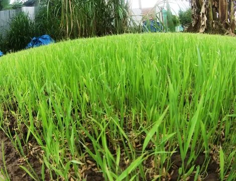 Paddy fields Stock Photos