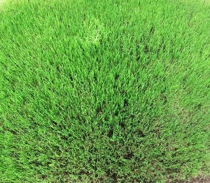 Paddy fields Stock Photos