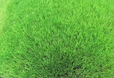 Paddy fields Stock Photos