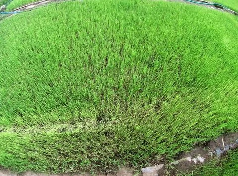 Paddy fields Stock Photos