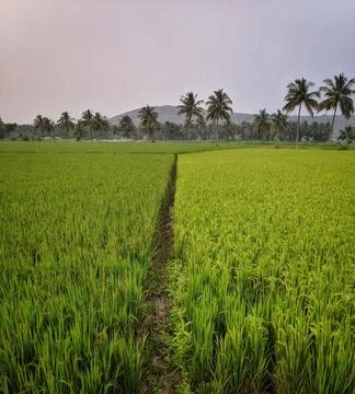 Paddy fields planted with rice in the middle of the city, the lef side is rea Stock Photos