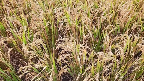 Paddy fields rice rural scenery green farmland fields Video stock 306291878