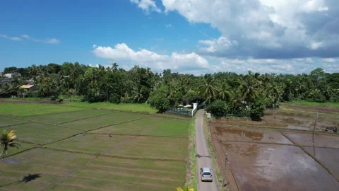 Paddy fields in Sri Lanka shot from a drone Video stock 323739195