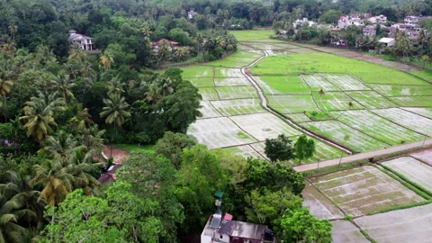 Paddy fields in Sri Lanka shot from a drone 库存影片 323739694