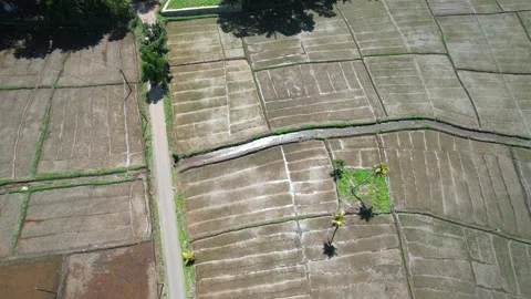 Paddy fields in Sri Lanka shot from a drone 库存影片 323740426